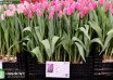 Tulipa Jumbo Pink ® (1)